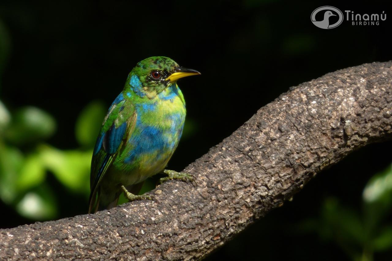 Hotel Tinamu Birding La Manuelita Esterno foto